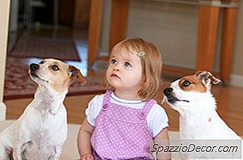 Os Cães Podem Diferenciar Bebês E Adultos?
