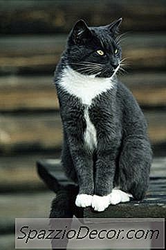 Un Gatto Domestico Shorthair Entra In Un Gatto Contest