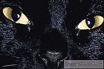 ¿Puede El Herpes Felino Ser Transferido A Otros Gatos Por Humanos?