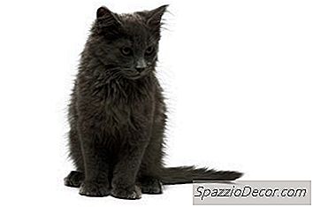 女性の子猫は時期尚早に熱に入ることができますか？