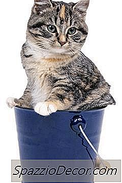 ノミは猫のトイレに住むことができますか？