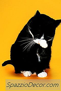 Hairball สามารถทำให้แมวป่วยได้หรือไม่?
