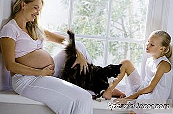 Kan Het Hebben Van Katten In Uw Huis Invloed Hebben Op Uw Zwangerschap?