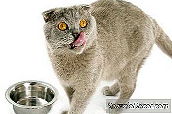 Мога Ли Да Храня Котешка Риба Тон?