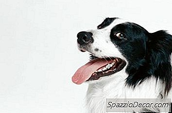 Er Hægt Að Flytja Hundshósti Yfir Í Aðrar Tegundir?