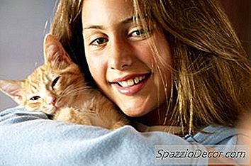 ¿Pueden Los Gatitos Capturar Mono De Humanos?