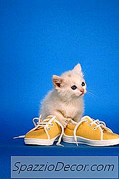 Kedi Yavruları Pire Şampuanından Ölebilir Mi?