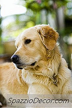 Meu Tapete Pode Fazer Com Que Meus Cachorros Arranhem O Tempo Todo?