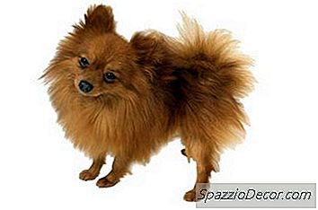 Um Pomeranian Pode Cortar O Cabelo?