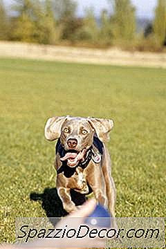 Могат Ли Кученцата Да Имат Интриги С Ръмжене И Лаене?