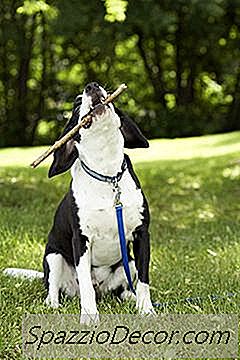 Kan Een Puppy Op Een Boomstok Kauwen?