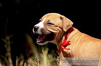 Peut-On Attraper Un Chiot Avec Un Collier Contre Les Puces Et Les Tiques?