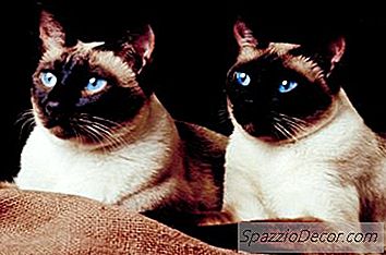 Dois Gatos Castrados Podem Viver Juntos?