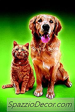 Os Vermes Podem Ser Tratados Com A Mesma Medicação Em Gatos E Cachorros?