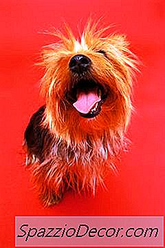 Os Yorkshire Terriers Podem Comer Feijões Verdes Crus?