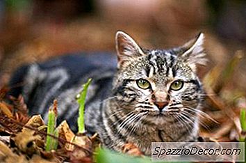 Kun Jij Vlooien Van Een Wilde Kat Vangen?