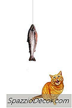 Kan Je Katten In Blik Geven?