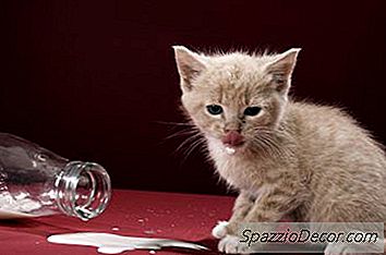 ¿Puede Dar Leche Desnatada A Un Gatito?