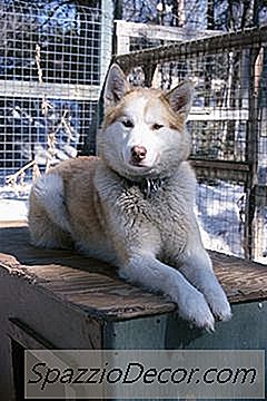 Kun Je Een Siberische Husky Een Kapsel Geven?