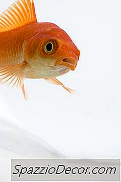 Kunt U Tijdens Uw Vakantie Eten Achterlaten Voor Uw Goudvis In De Tank?