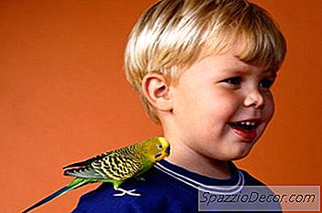 Você Pode Deixar Um Periquito Sozinho Por Mais De Oito Horas?