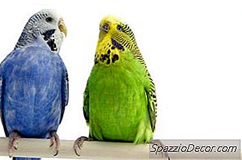 同じケージに2つの奇妙なインコを入れてもいいですか。