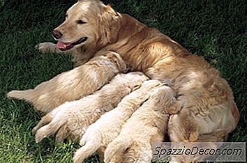 Você Pode Levar Um Cão Longe De Sua Mãe Antes De 6 Semanas?