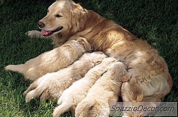 ¿Puedes Alejar A Un Perro De Su Madre Antes De Las 6 Semanas?