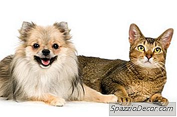 Você Pode Treinar Um Cão Que Odeia Gatos Para Gostar De Gatos?