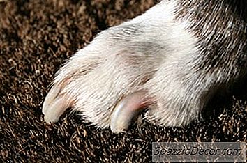 ¿Puedes Usar Nail Clippers En Puppies 'Nails?