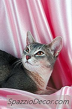 Cáncer Del Intestino Delgado En Gatos