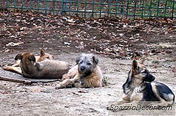 Canine Bordetella Efecte Secundare