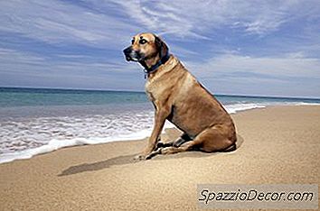 Îngrijirea Crăpării Galben Labrador Paw Tampoane