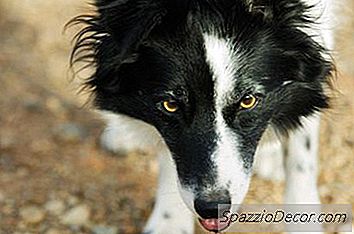 ए बॉर्डर कॉली की देखभाल और रखरखाव