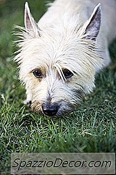 Die Pflege Eines Älteren Cairn Terriers