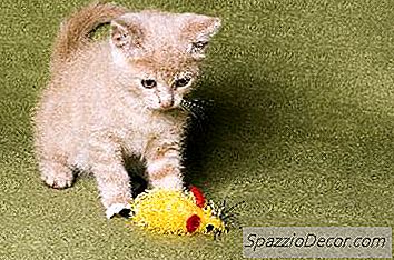 Cuidado Com Um Gatinho Que Se Recusa A Comer