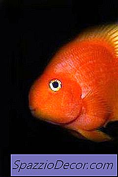 Bir Kan Papağan Çiklit Balık Bakımı