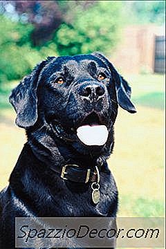 Castor Beans Voor Honden