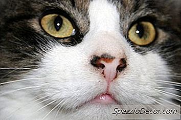 Ideas De Promoción De Adopción De Gato