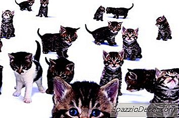 Contraceptivos Do Gato