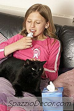 Katze Dander & Ekzem