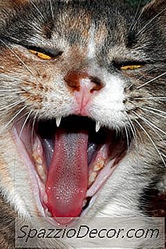 Cat Diş Boşlukları