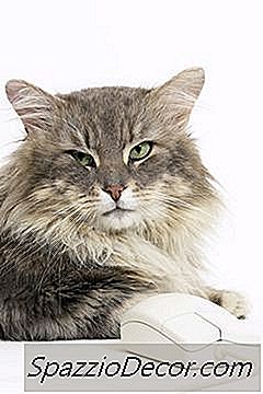 Doenças Do Gato De Comer Ratos Ao Vivo