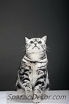 Comportamento Do Gato Após Cirurgia