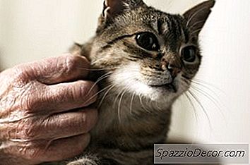 A Resposta De Um Gato A Um Gato Doente E Morrendo
