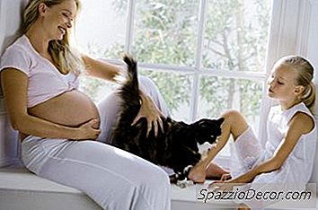 猫のスクラッチ病と妊娠