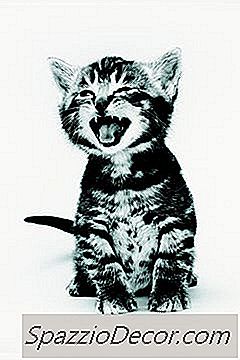 Symptômes De Dentition Des Chats