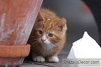 Kediler Ve Aloe Bitkileri