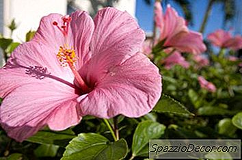 Gatos Comendo Flor De Hibisco
