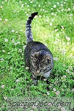 Katter Ingesting Catnip